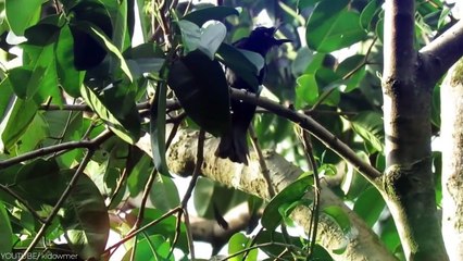 Here is Why Snakes Hate This Bird