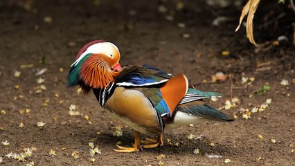 Here Is Why Hyenas Laugh At Big Cats Now