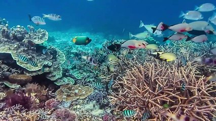 This Killer Fish Is Way More Deadly Than It Looks