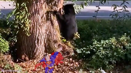 Fearless Small Animals Beating Bigger Ones Caught On Camera!