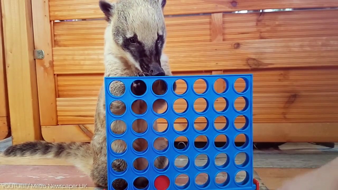 25 Cutest Exotic Animals You Can Own As Pets