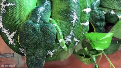 Here's Why Snakes Eat Themselves Alive