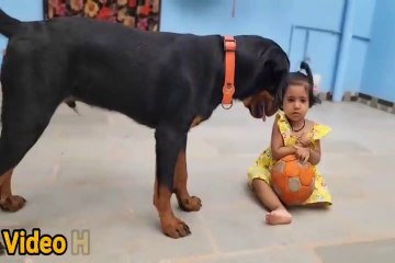 Learn The Procedures Of Paper Training Your Dog For A Healthier And Cleaner Environment