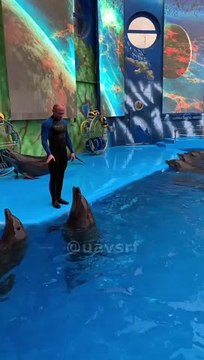 В Одессе, дельфины по прежнему радуют детишек своими шоу | В Одесі, дельфіни радують дітлахів шоу