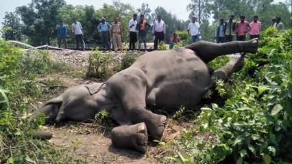 7 Animals That Can Kill an Elephant