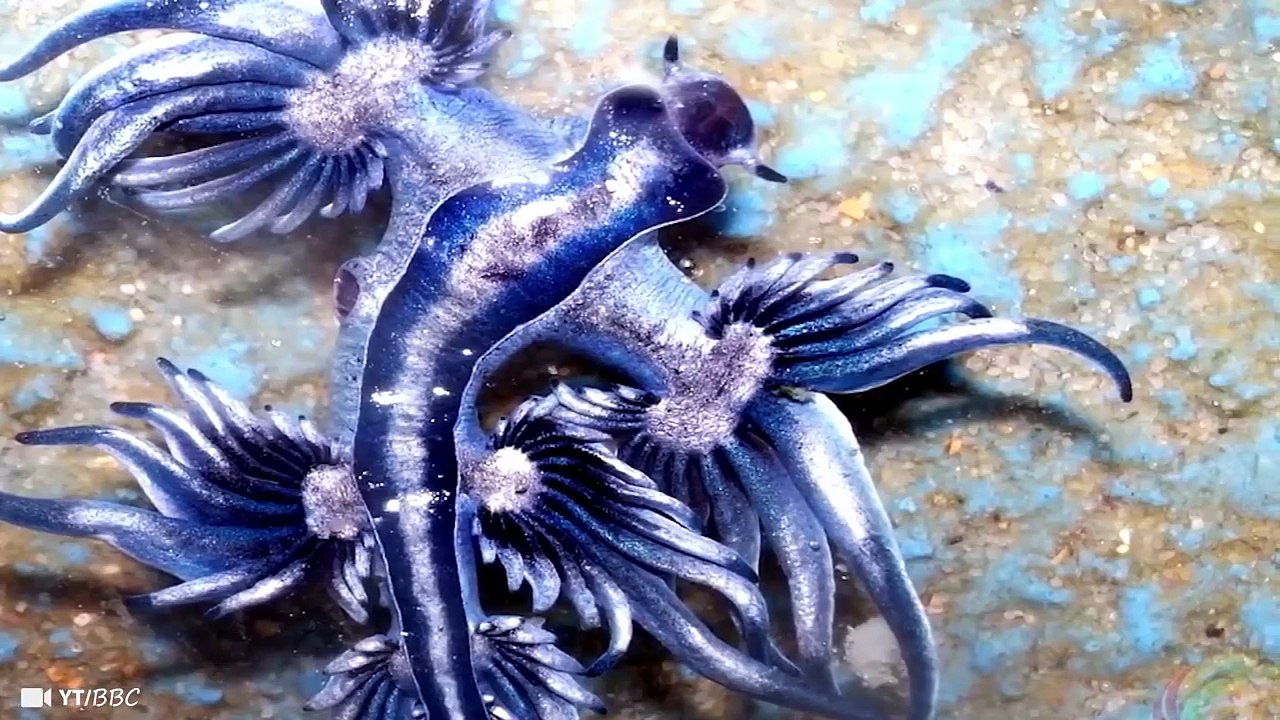 10 Mythical Creatures That Exist In the Wild