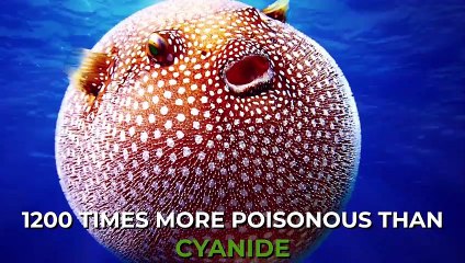 10 Cute Animals That Are Actually Deadly