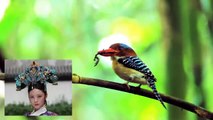 10 Most Beautiful Kingfishers in the World