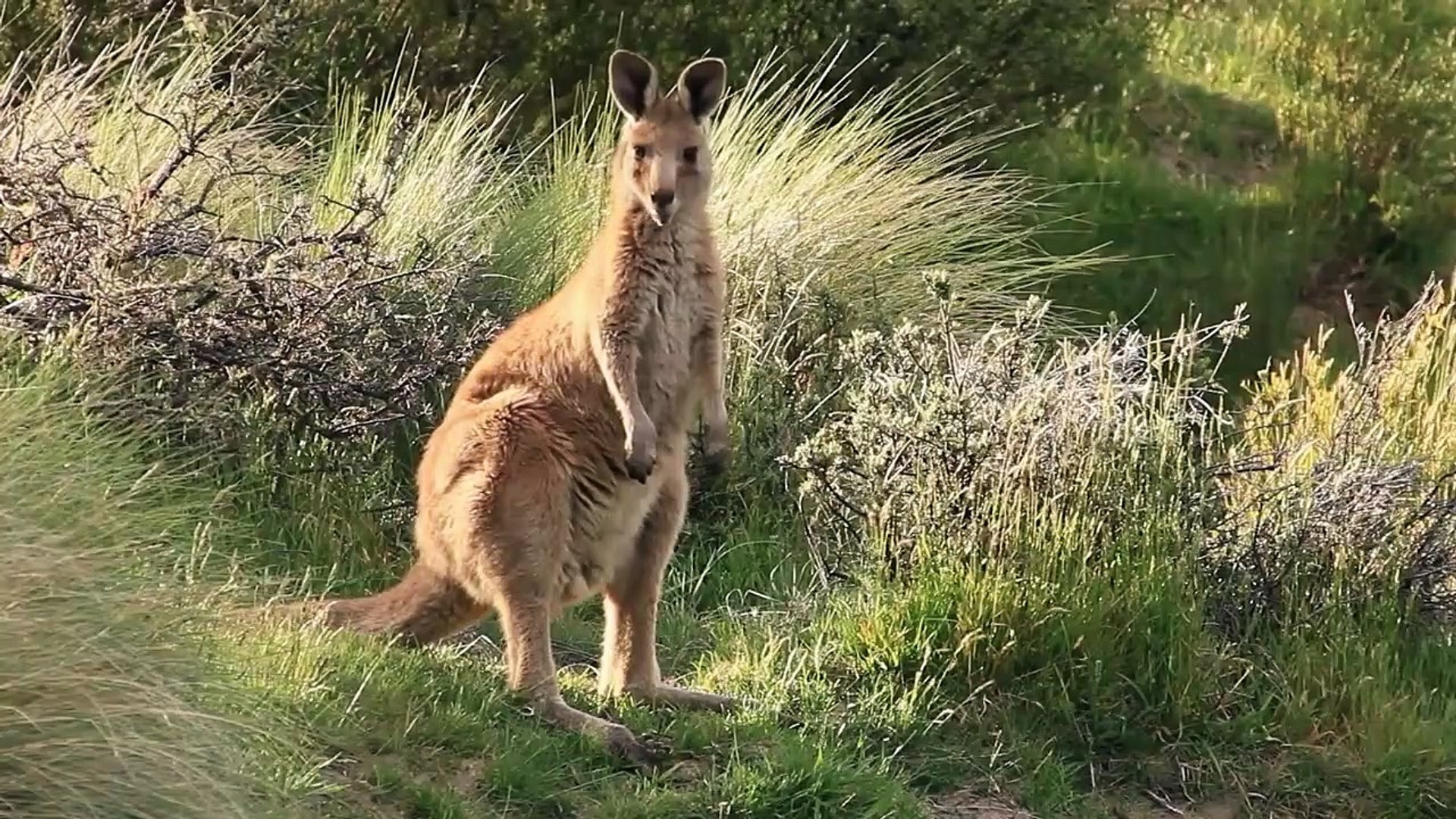 ⁣People Saving Animals From Wild Animals