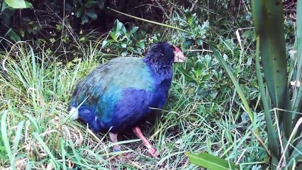 Birds That Came Back From Extinction