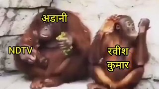 Shorts Chimpangi