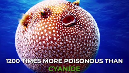 10 Cute Animals That Are Actually Deadly