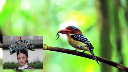 10 Most Beautiful Kingfishers in the World