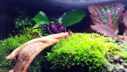 12 Strange Animals That Seem To Have Come From Parallel Universe