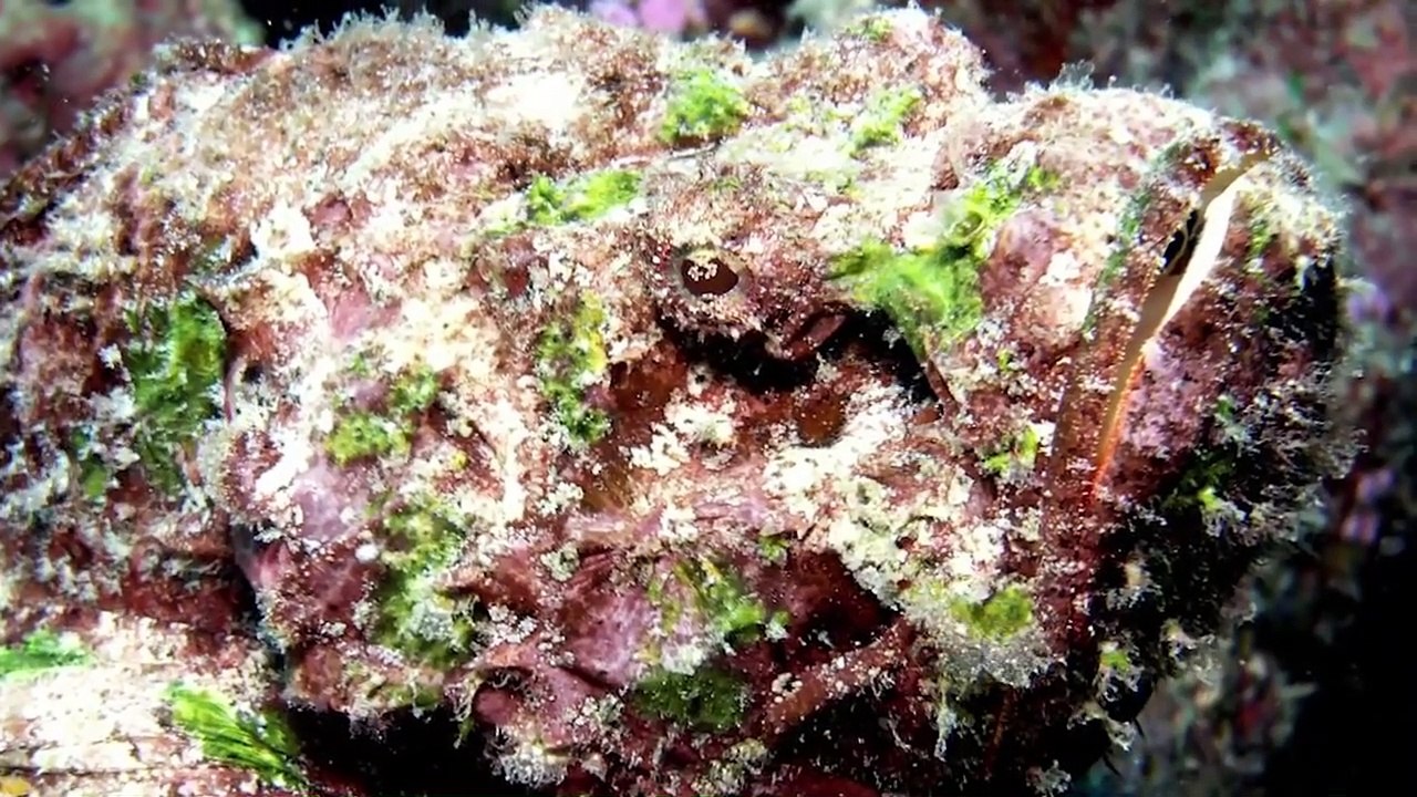 10 Sneaky Camouflage Animals You'd Never See