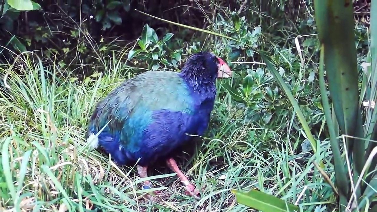 Birds That Came Back From Extinction