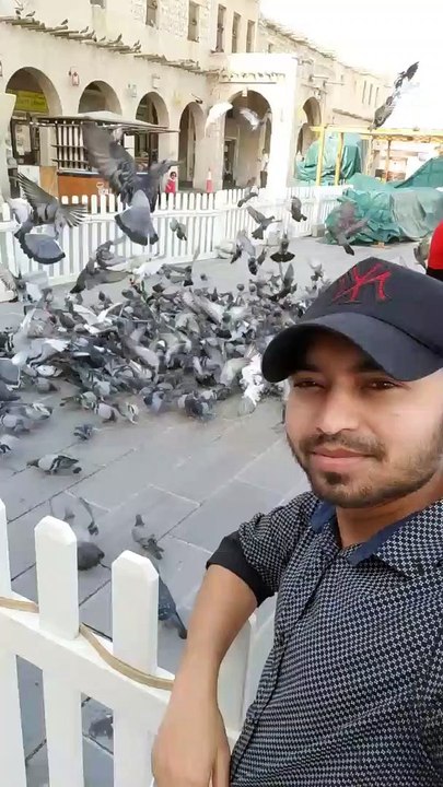 Beautiful birds feeding | birds market | feeding pigeon