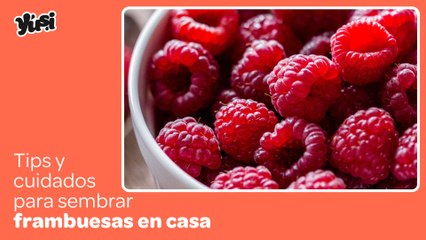 Siembra frambuesas de forma sencilla en tu jardín o huerta casera