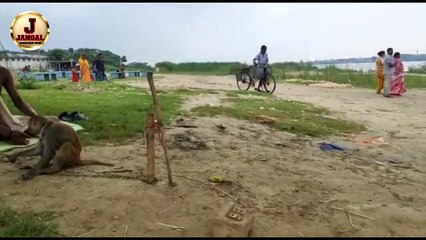 Monkey video Monkey ka khel code Monkey ka khel