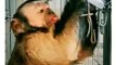 Wow Very Intelligent Monkey | Cute Animals Yt | Legendary Monkey Animal Videos 2022