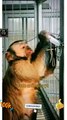 Wow Very Intelligent Monkey | Cute Animals Yt | Legendary Monkey Animal Videos 2022