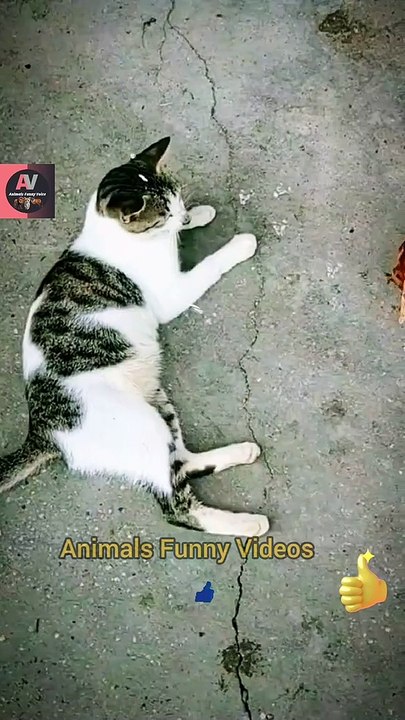 World Top Animals Fighting Videos 2022 | Cat And Chicken Fighting Videos | Funny Animals