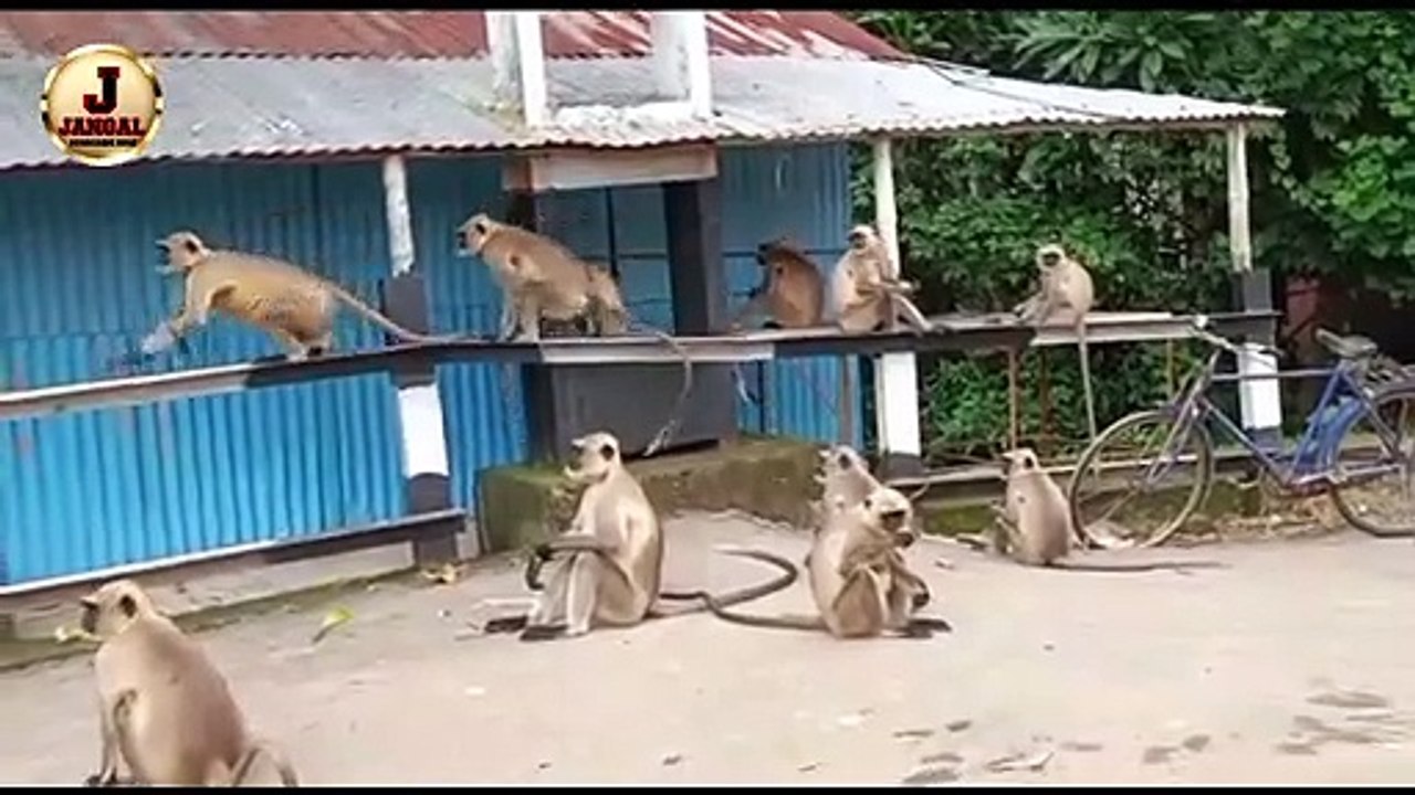 Black monkey Bade monkey Monkey video monkey videos