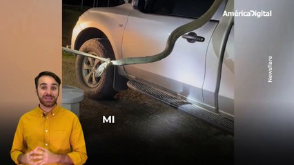 Pasajero inesperado: hombre encuentra enorme cobra en su vehículo