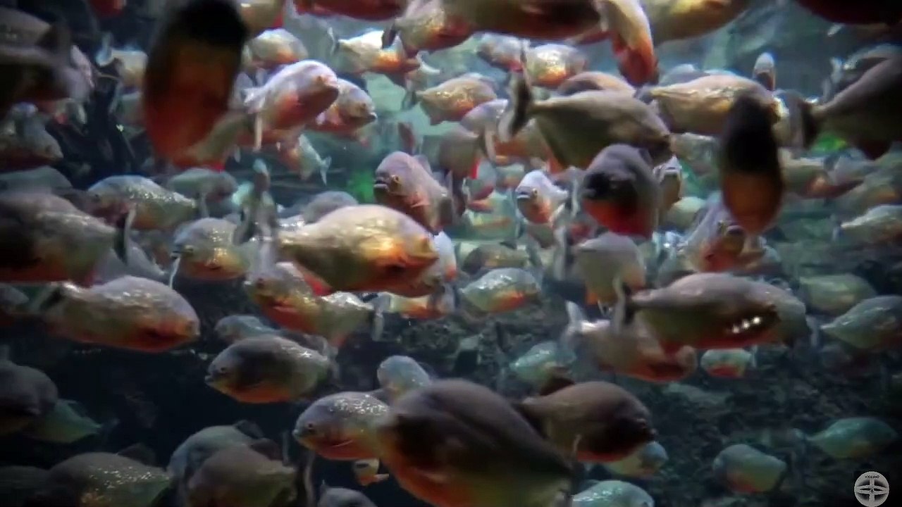 RODGARD - Teardrop (Massive Attack cover)