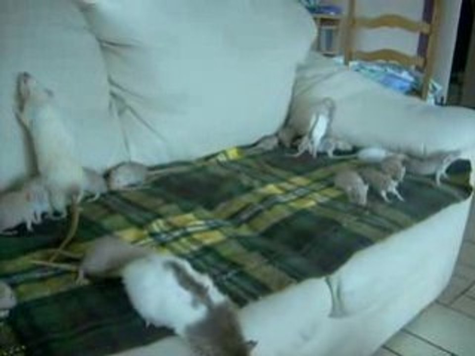 Les bibous de Isis en sortie avec tata Louna et Athéna