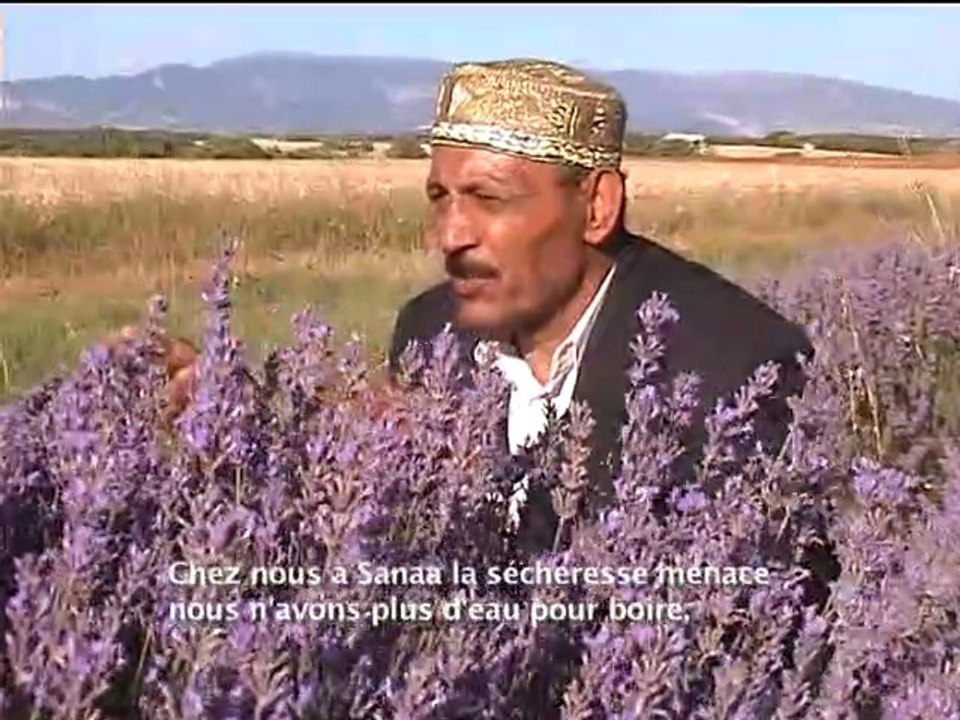Yayha lavandes sous-titres français blancs