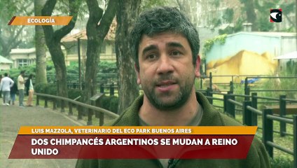 Dos chimpancés argentinos se mudan a Reino Unido