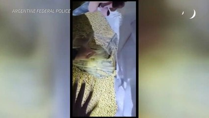 Polícia argentina apreende 1,6 tonelada de cocaína rumo a Dubai