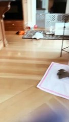 شاهد القطة وهي تتدرب للحصول علي السناجب