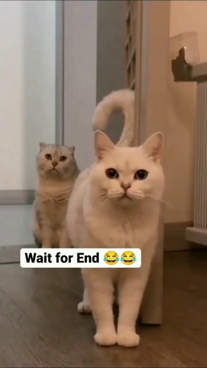 Comedy video2022