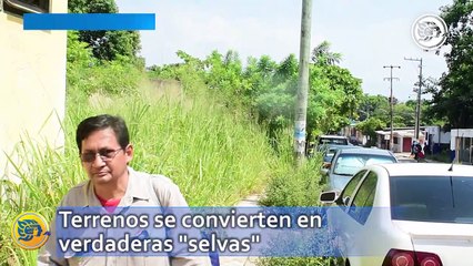 Convertidos en "selvas" terrenos en la colonia Benito Juárez sur