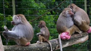 Baboon - family in monkey zoo hugs