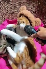 Laugh a lot with the funny moments of cats | Complex cat