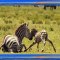 Too Brave! Powerful Mother Zebra Come To Rescue Poor Baby Zebra Escapes Lions