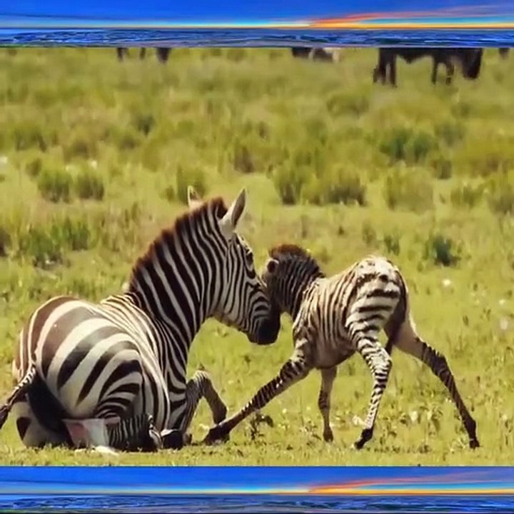 Too Brave! Powerful Mother Zebra Come To Rescue Poor Baby Zebra Escapes Lions