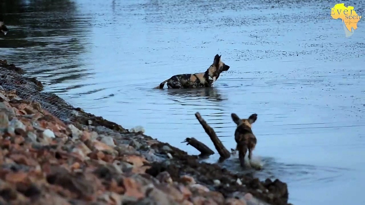 WILD DOGS chase KUDU into the water BUT what happens next...