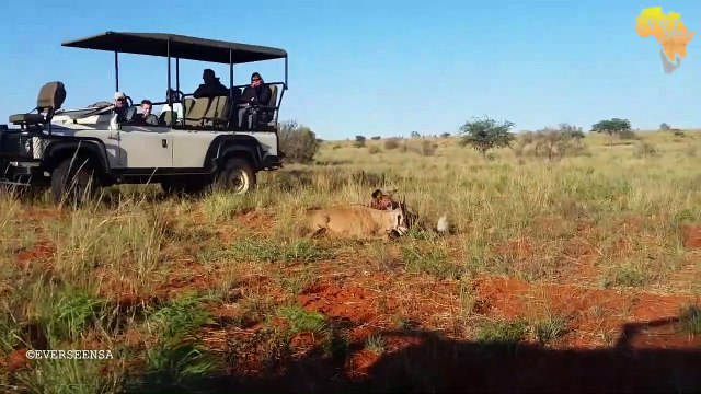 Painted African WILD DOGS catching a baby Oryx