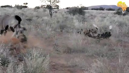 Mother ORYX tries saving her baby from WILD DOGS but this...time it did not end well..
