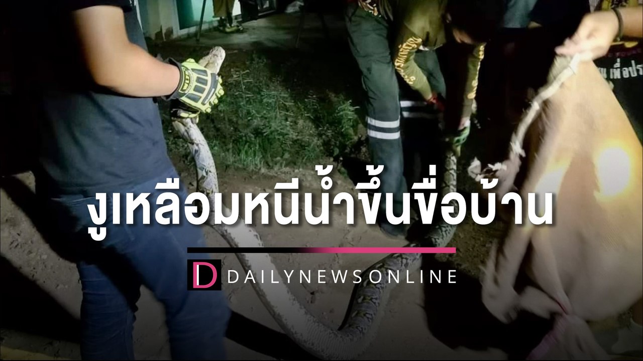 แห่ตีเลขงูเหลือมหนีน้ำขึ้นอยู่บนขื่อบ้าน หวังรั...