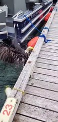 Rescuing a Bald Eagle