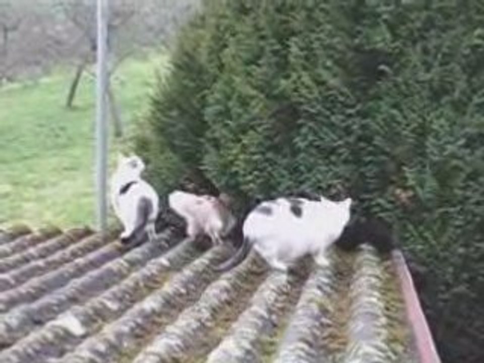 Attention!  Sortie de chats...