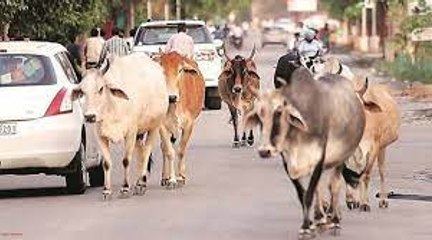 હાઈકોર્ટના આદેશ છતા હજુય રસ્તા પર રખડતા ઢોરનો અડિંગો, તંત્ર ઘોર નિંદ્રામાં