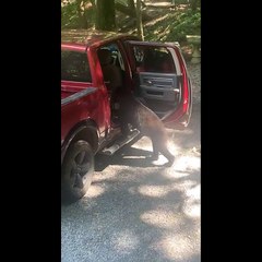 Bear Opening Truck Door