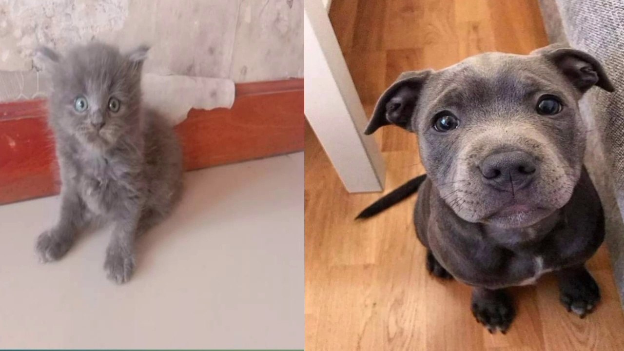 SANGAT LUCU ANAK ANJING&KUCING happy fun baby dogs&cats meao meao