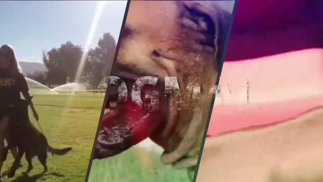 Doberman Vs German Shepherd _ German Shepherd Vs Doberman